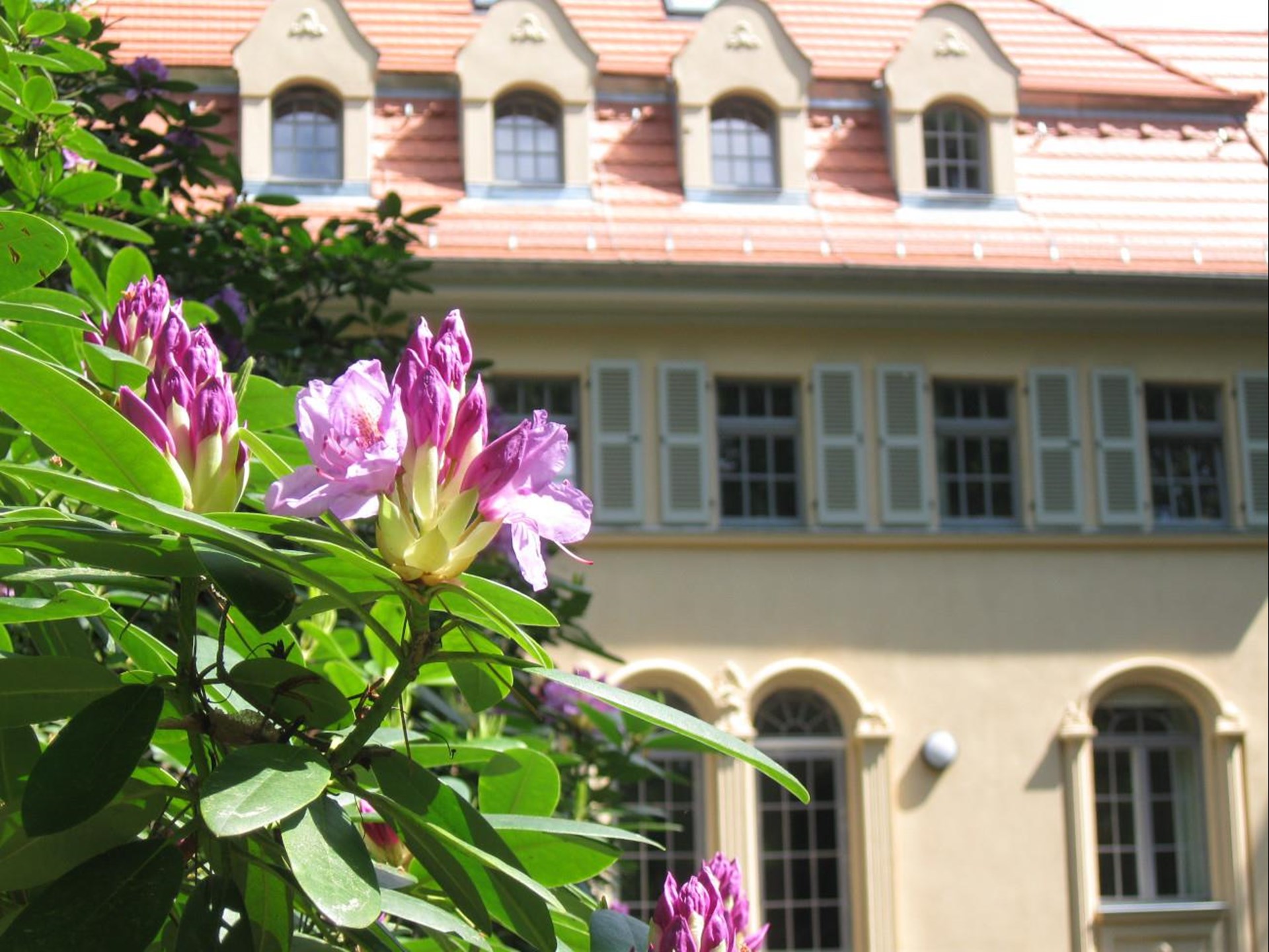 Rhododendronblüte im Vorder- und Tagesklinik im Hintergrund